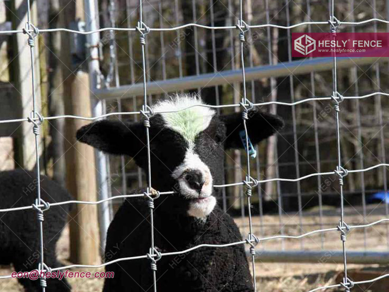 China Fixed Knot Field Fence